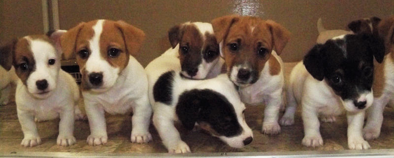 miniature jack russell puppies