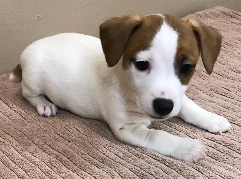 Shorty Jack Russell Breeder - Puppies for Sale | Fox Fire Jacks