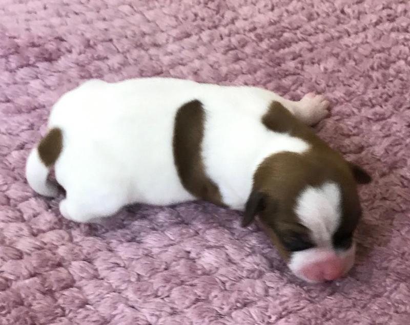 Short Leg/Jack-Russell-Terrier-Puppies for Sale